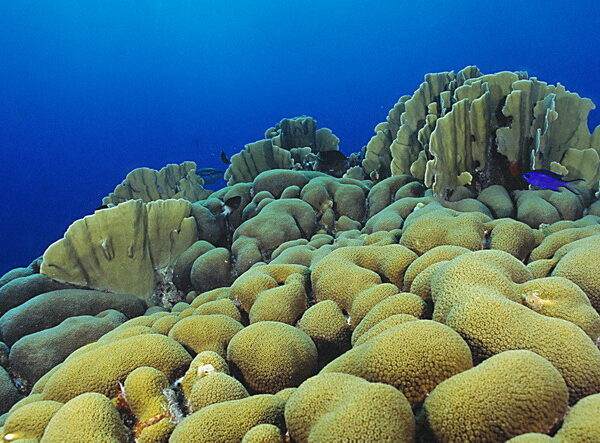 Corals Are Becoming Endangered
