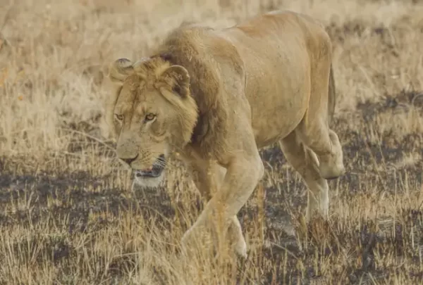 A 3-Legged Lion Swims Across a 1-Mile-Long Channel