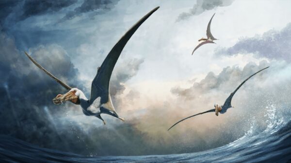 New pterosaur found.