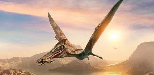 A NEW PTEROSAUR DISCOVERY?