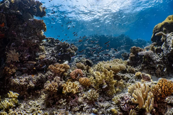Coral Smuggling Threatens Fragile Marine Ecosystems