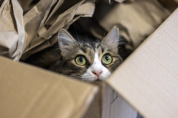 Pet Cat From California Travels to Utah in Amazon Returns Box