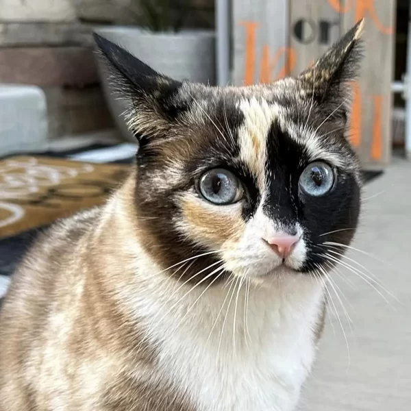 Utah Cat Takes Unintended Cross-Country Trip in Amazon Box