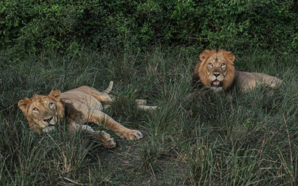 Two Lions Make History By Swimming A Mile Across a Crocodile Infested River