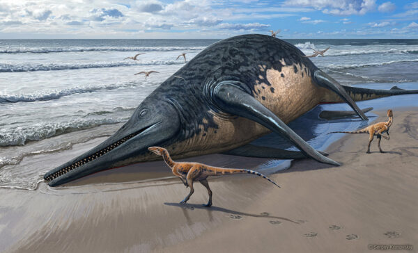 Largest Marine Reptile To Date Found By 11 Year Old Girl