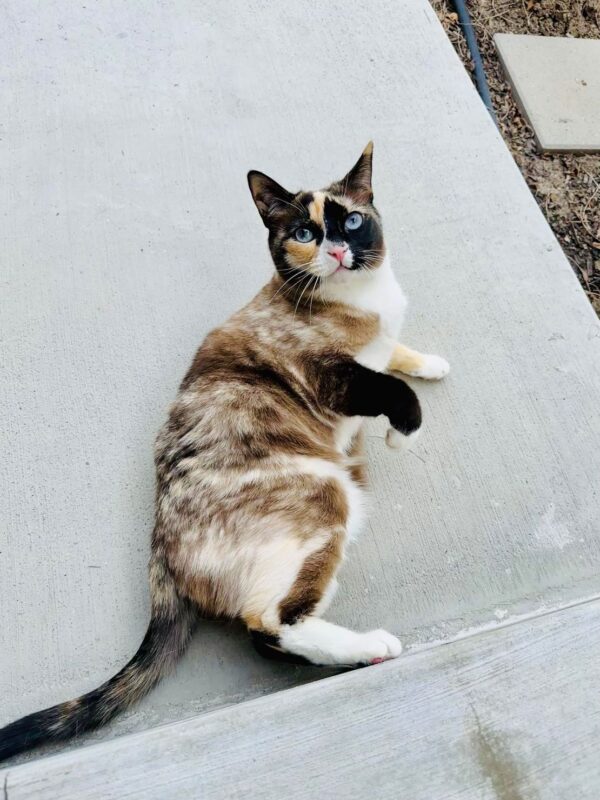 A Stowaway Cat Travels 500 Miles in an Amazon Returns Package