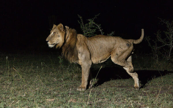 Defying the Odds: The Story Behind the Three-Legged Lion’s Mile Swim to Safety