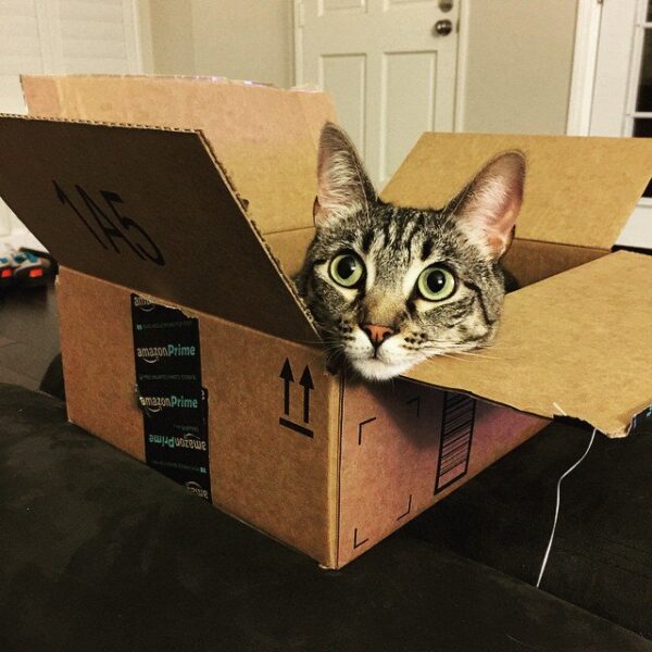 Cat Stowaway Travels in Amazon Box from Utah to California