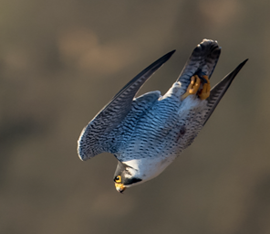 The Peregrine Falcon