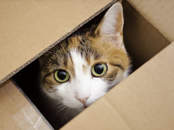 Cat Travels From Utah to California in Cardboard Box