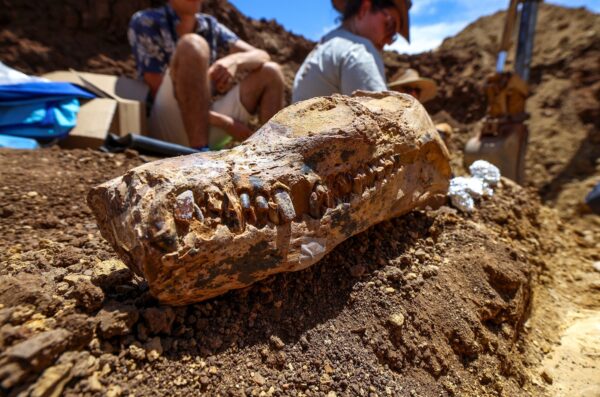 Young Girl Discovers Ancient Fossils of New Species on a Beach in Southwest England