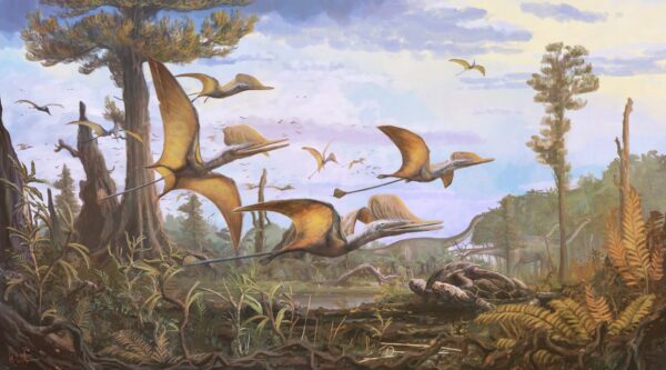 Discovery in 2021 is Renamed to Pterosaur