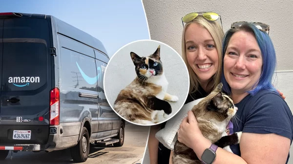 Cat from Utah travels to California in Amazon Returns Package