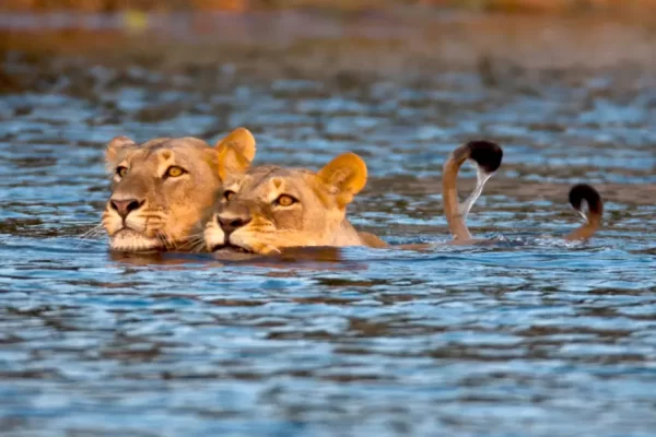 3-Legged Lion and His Brother Cross A Crocodile-Filled River, Here’s Why