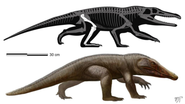 The Discovery Of A New Species of Reptiles That Lived With The Dinosaurs