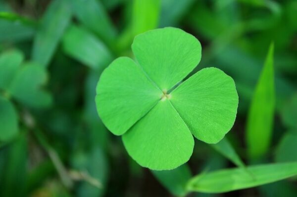 A Gardener’s Lucky Day: Finding a 63-Leaf Clover