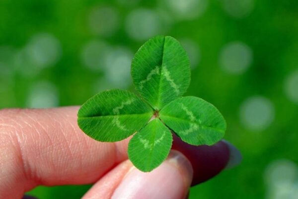 Gardener Grows 63 Leaf Clover and Breaks Original Guinness World Record