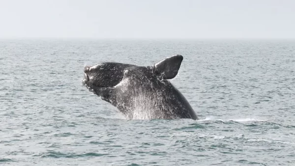 Extremely Endangered Whale Reappears after 114 years