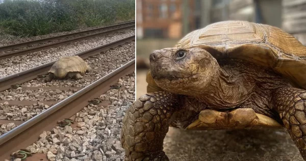 Lost Tortoise Rescued From Train Tracks