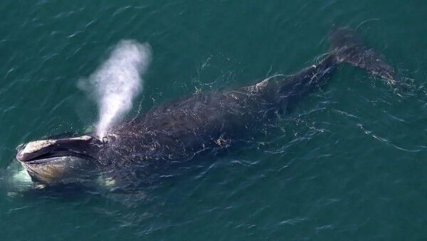 Irish Whale Spotting: First Time in 144 Years