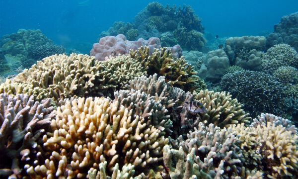 Wild Corals are being Illegally Smuggled in U.S Ports