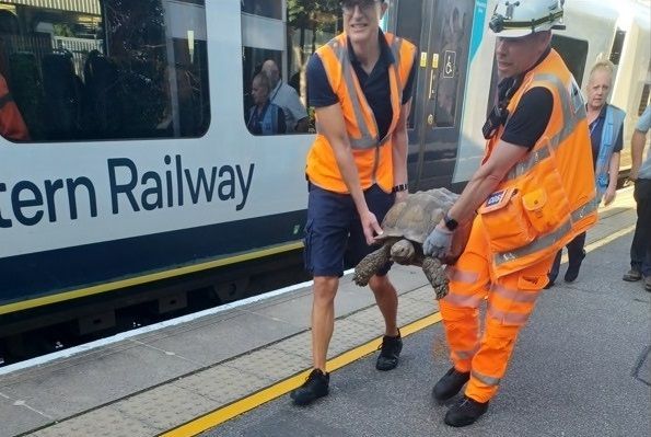 Pet Tortoise Gets Rescued After Being Spotted on Train Tracks