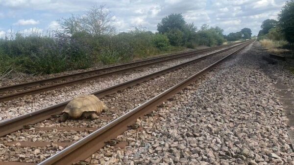 Tortoise Saved After Being Discovered On Railway Tracks