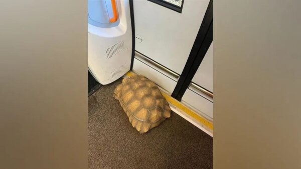 Tortoise Rescued from Tracks