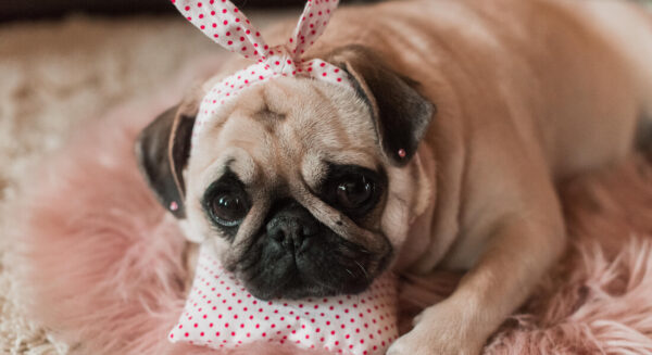 Are Pampered Pets in Trouble?