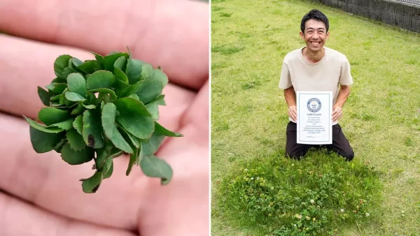 A gardener in Japan has broken the Guinness World Record for number of clover leaves .