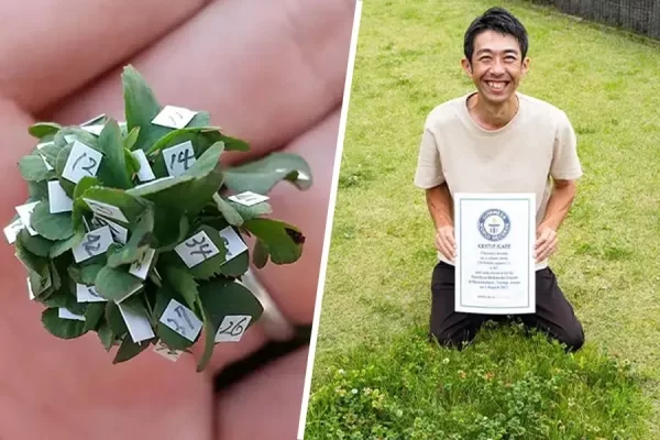 A Japanese Gardener Breaks Guinness World Record with a 63-leaf clover