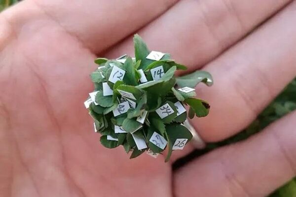 Japanese Gardener bred a 63-leaf Clover