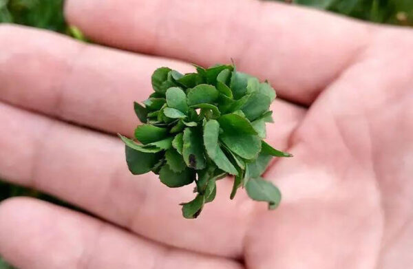 Unbelievable Discovery: New World Record Set with 63-Leaf Clover!