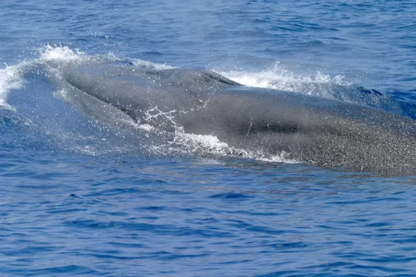 Endangered Whale Spotted on Irish Shore.    