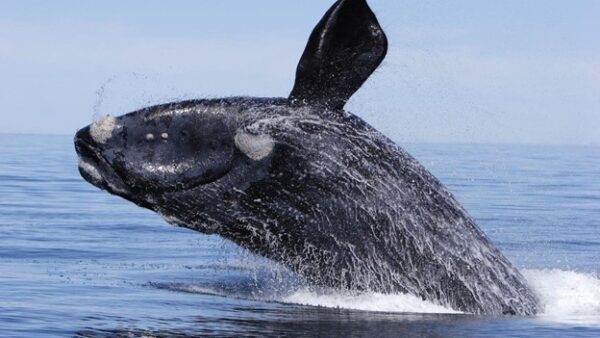 Rare Whale Spotted Off Irish Coast