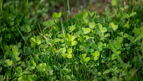 Japanese Gardener Breaks Guinness World Record by Finding 63-Leaf Clover