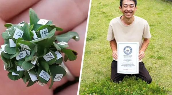 63 leaf clover shattering the previous Guinness World Record by 7