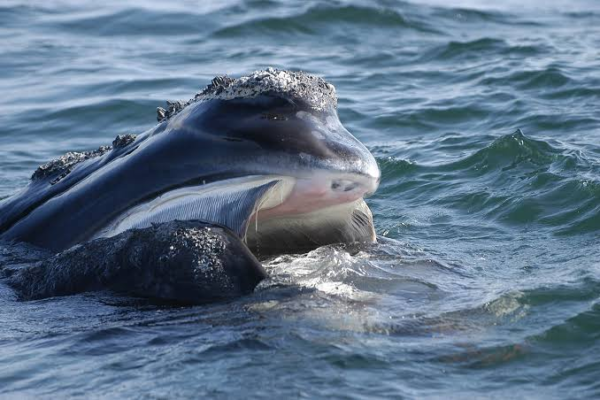 Rare whale spotted of Irish coast