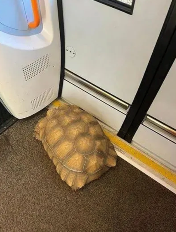 Stowaway tortoise runs away and is found on a train