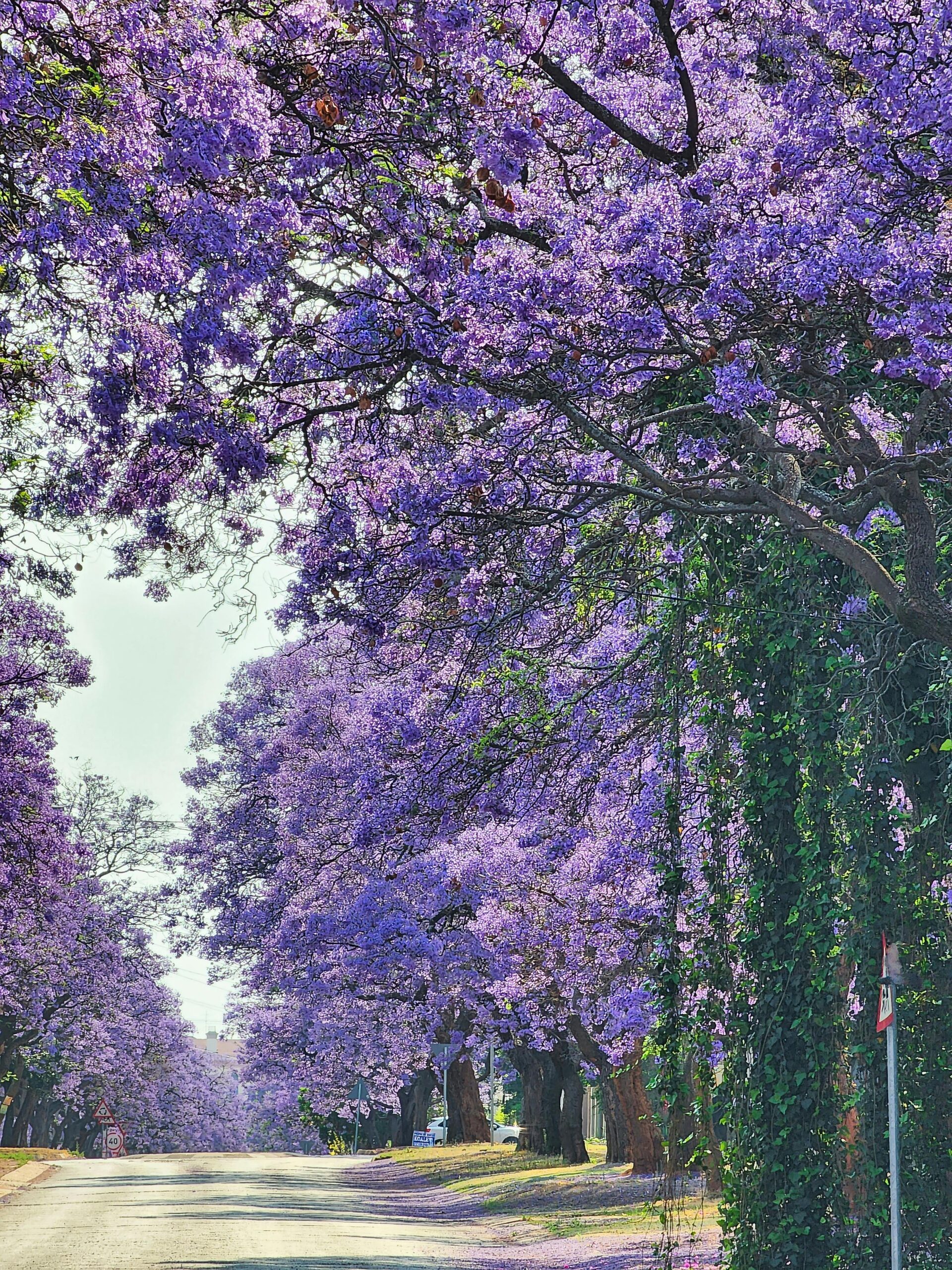 Road of the Blossoms