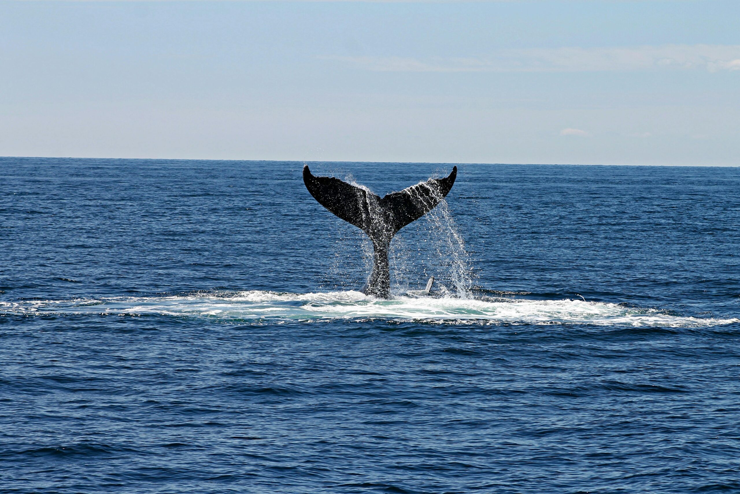 Endangered Whale Comes out of Hiding After 114 Years