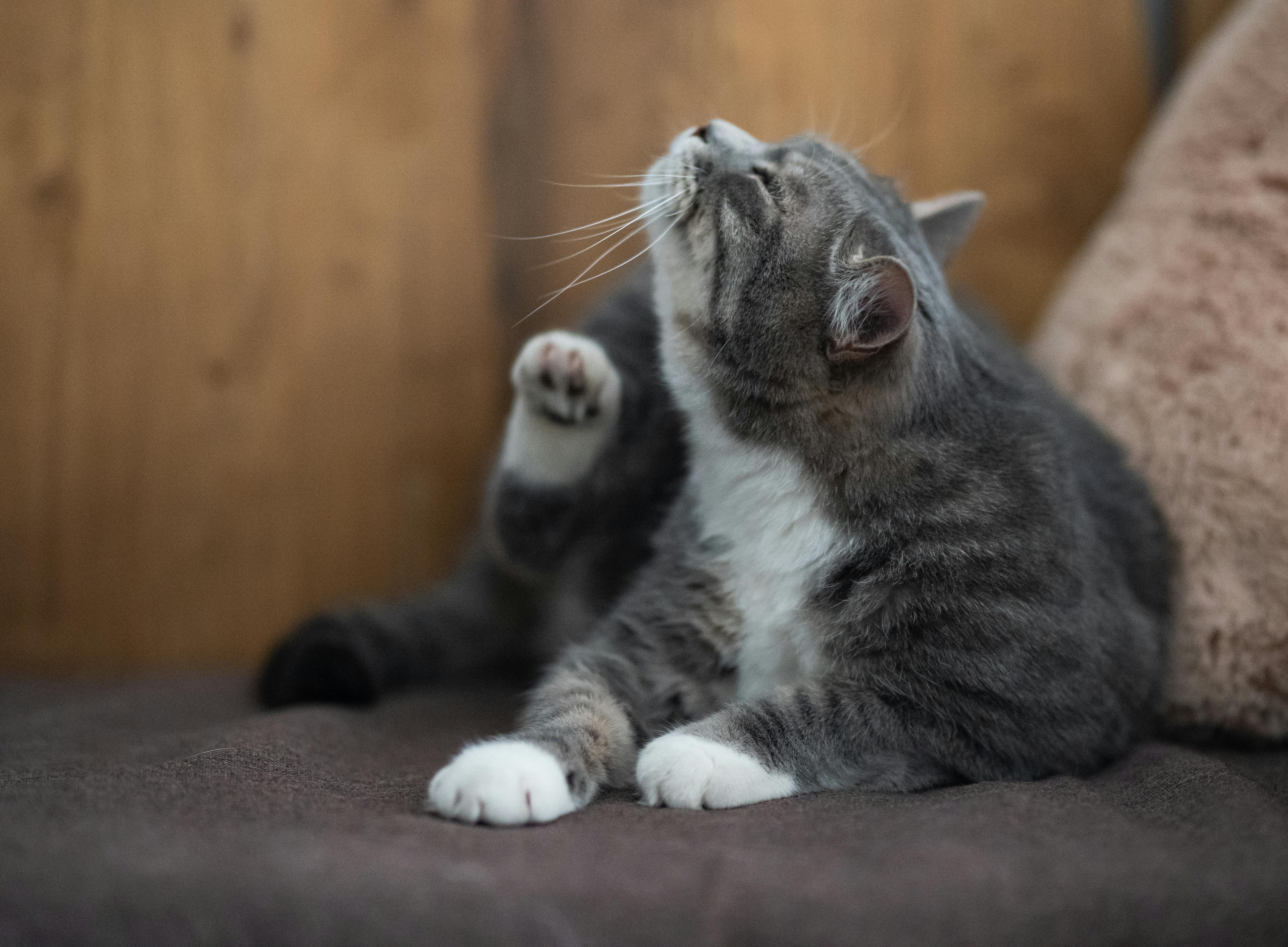 Have You Wondered How to Get your Pet Kitty to Stop Scratching Your Furniture?