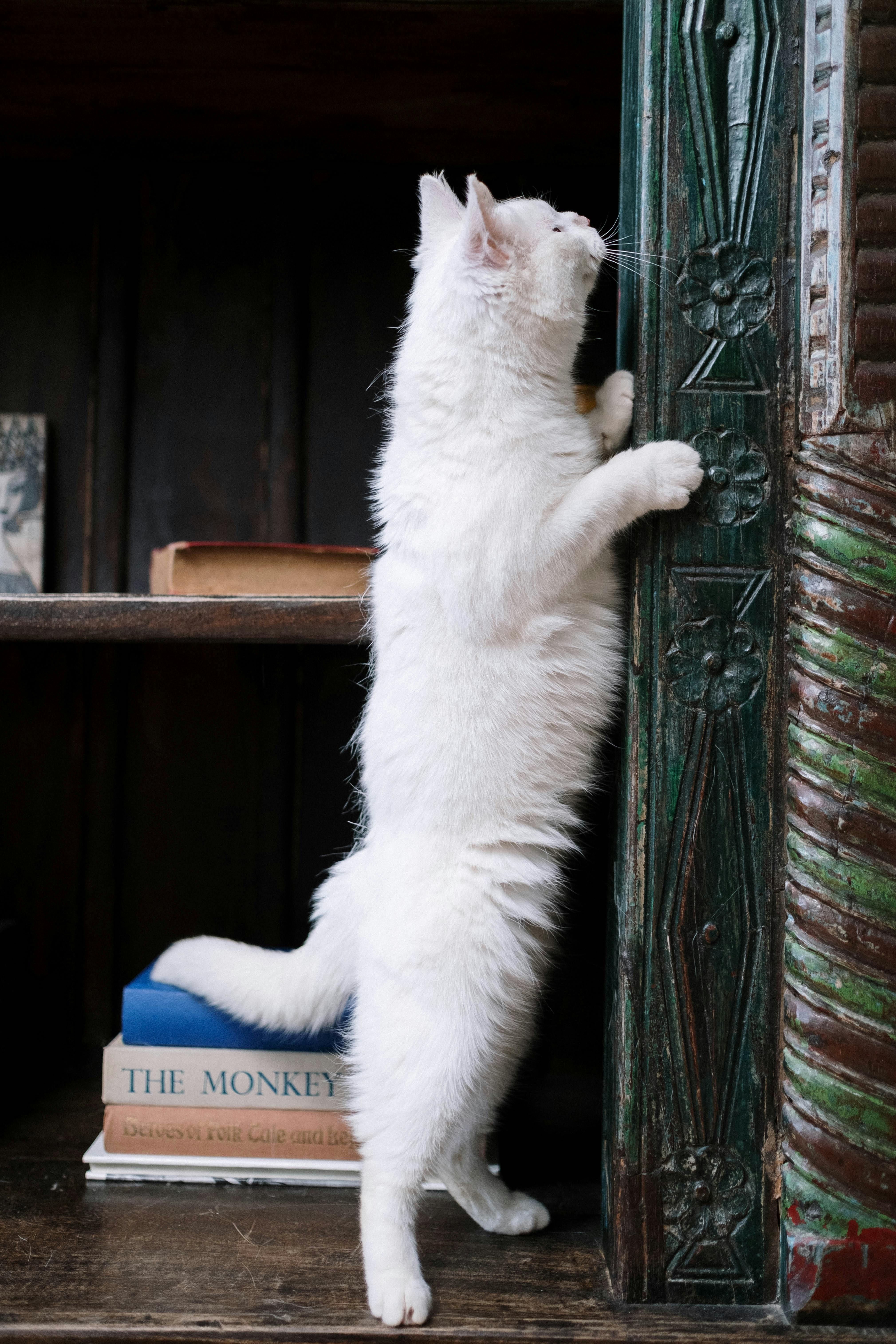 A New Study Can Stop Cats from Scratching Furniture