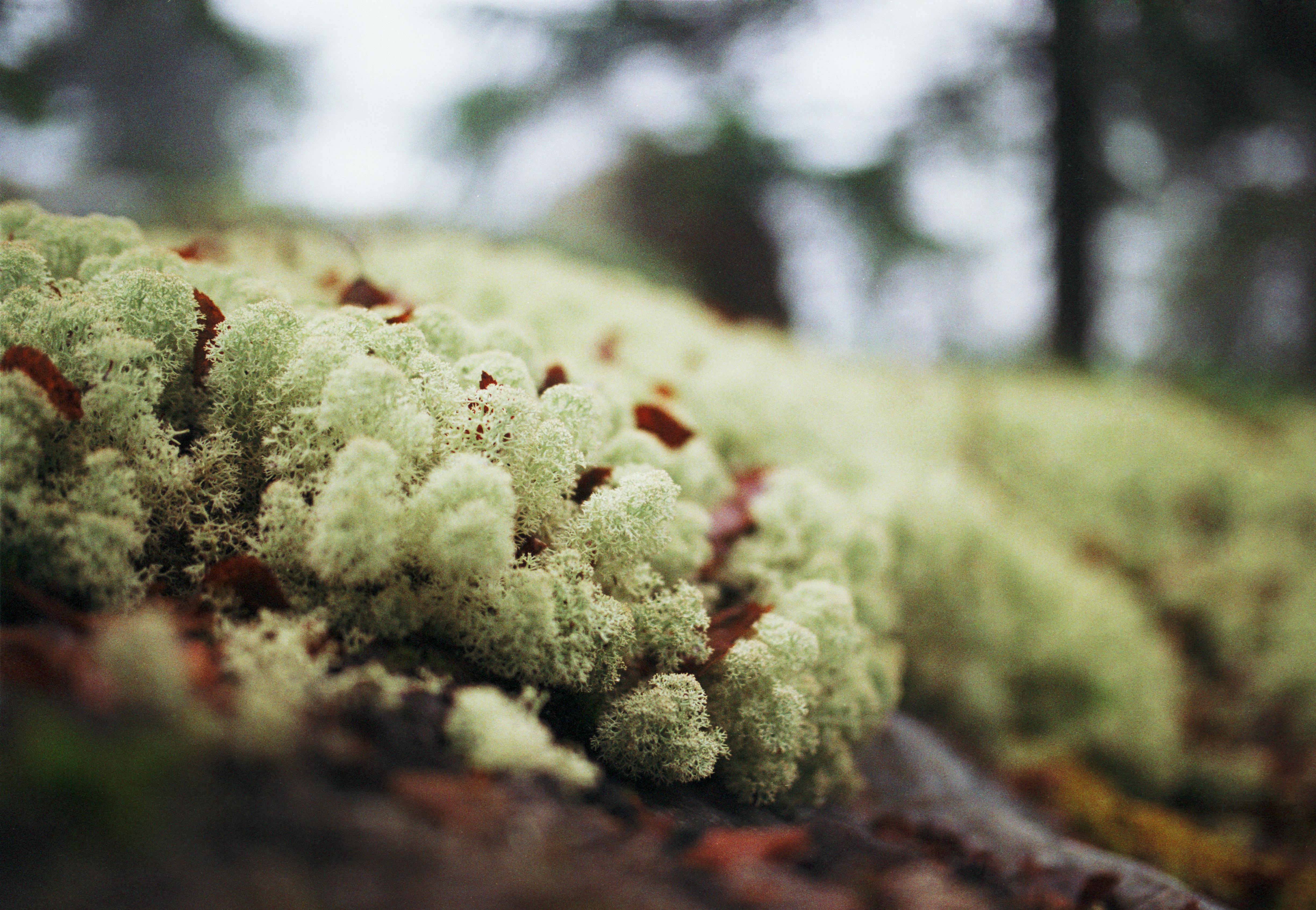 Scientists Discovered a New Type of Moss That Can Grow on Mars