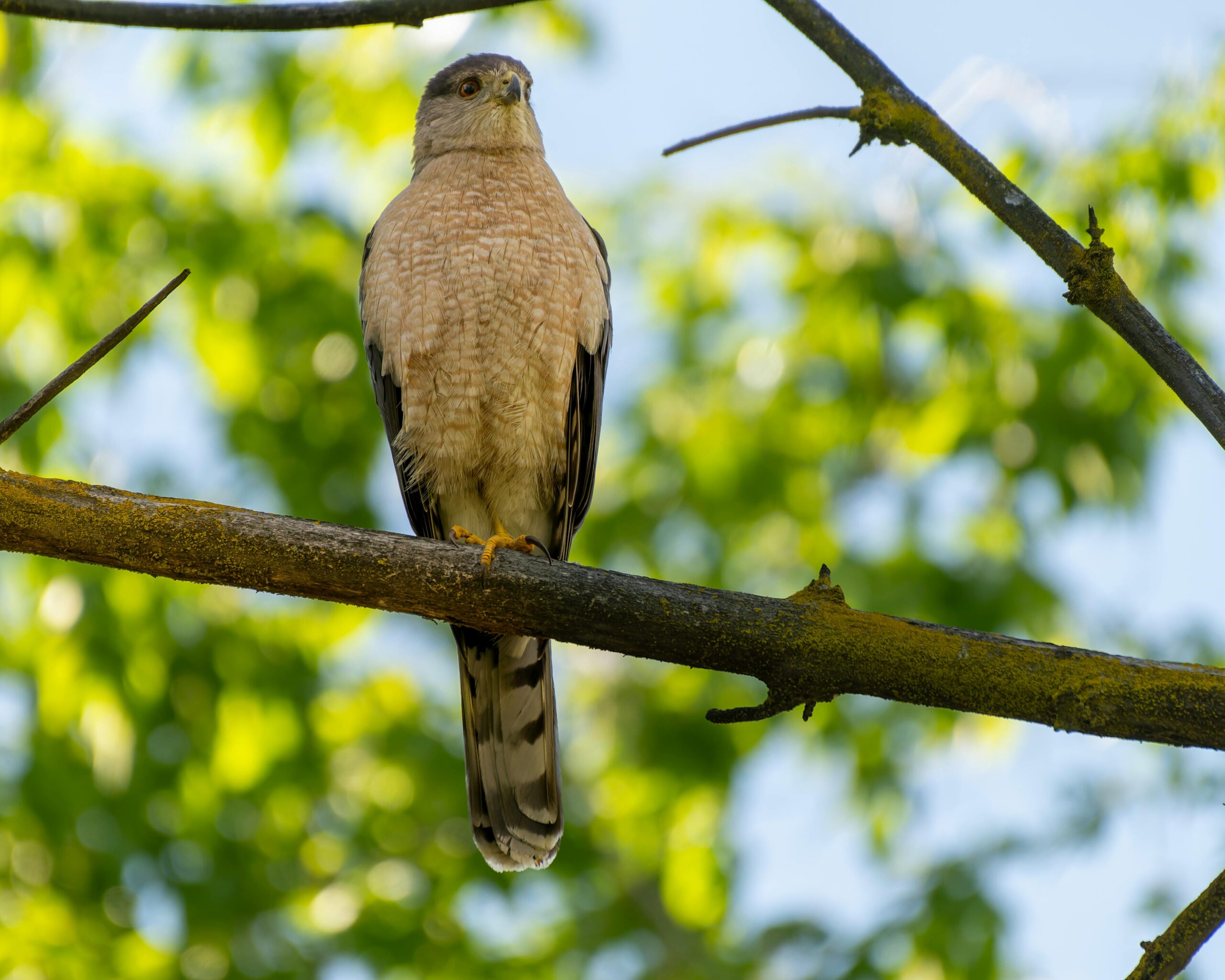 The unsuspecting predatory bird that I would want to talk to: the falcon