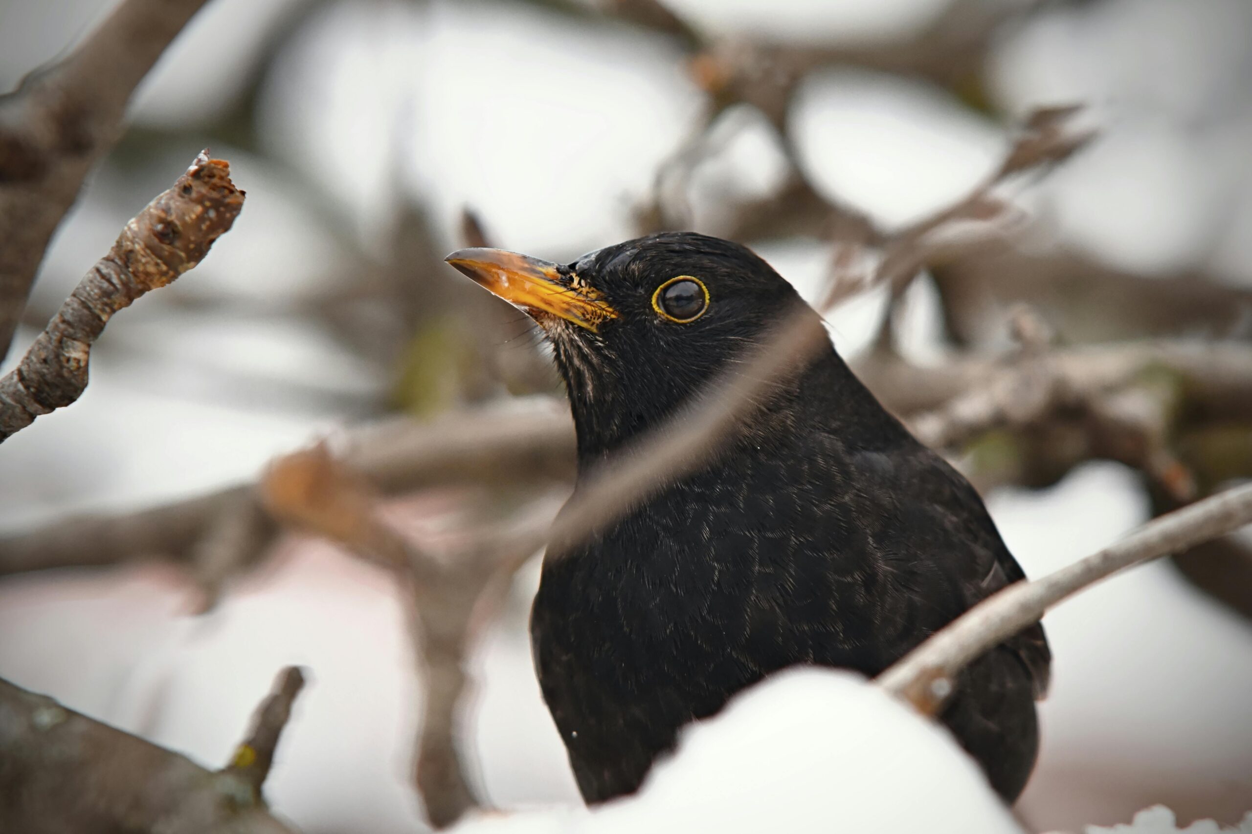 I spy a blackbird