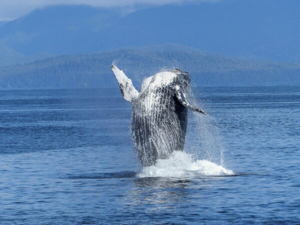 Extremely Rare Whale Spotted off Irish Coast:, Gives Sightseers a Whale of a Time