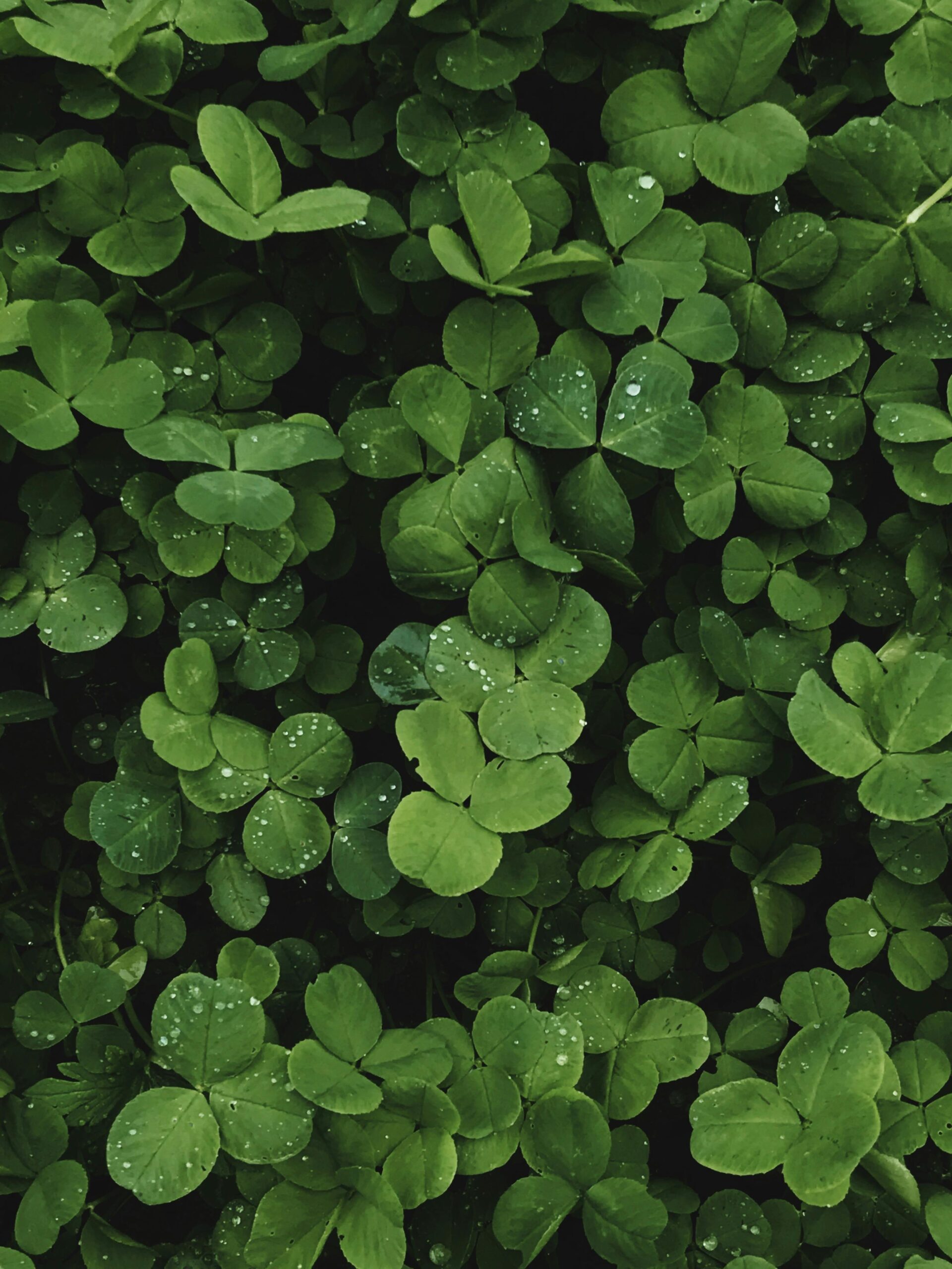 New World Record for Most Amount of Leaves On a Clover