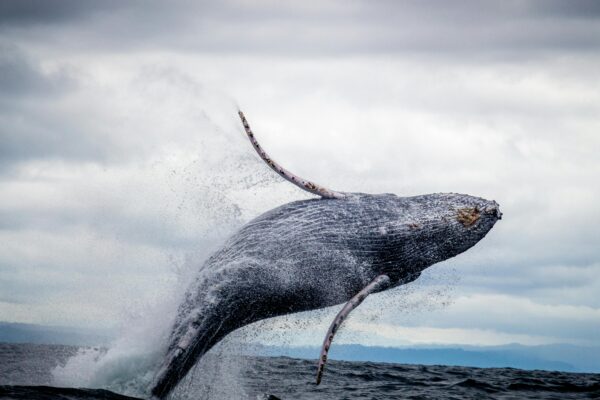 Rare Whale Spotted for the First Time in 114 Years off the Irish Coast