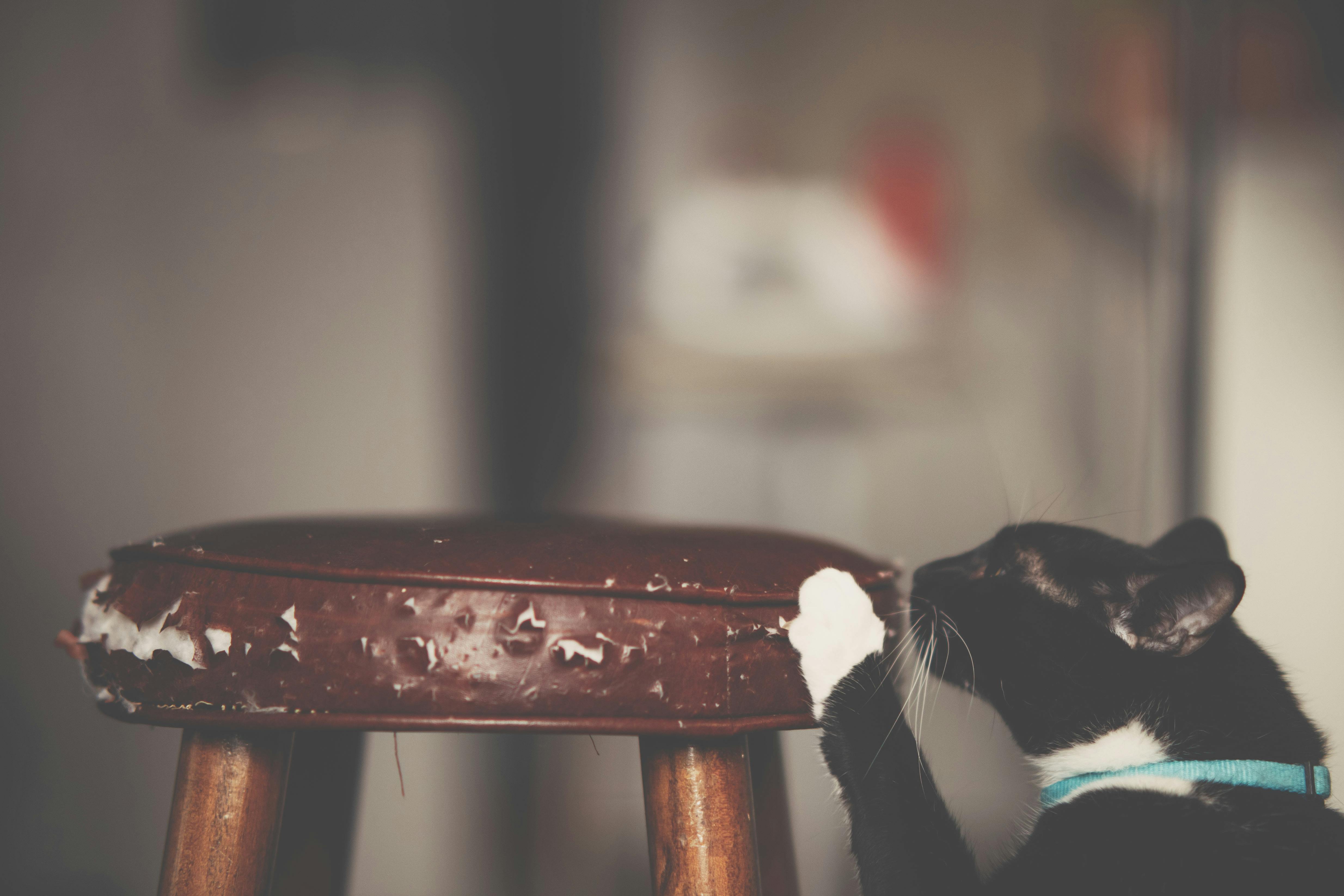 New Study Suggests How We Can Stop Cats Scratching Furniture